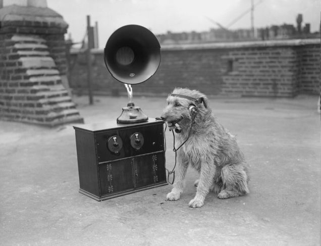 Radio dog